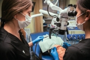Діагностика — розвідка стоматолога.